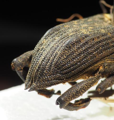 Réf. 339 251 : Homalinotus validus